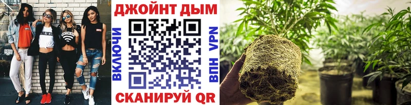 закладки  Ноябрьск  Конопля конопля 